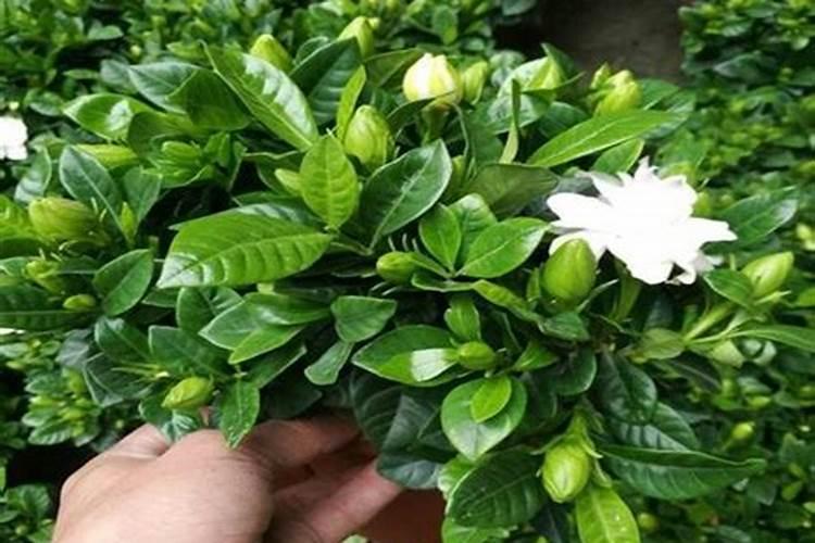 栀子花在辽宁沈阳生长吗？