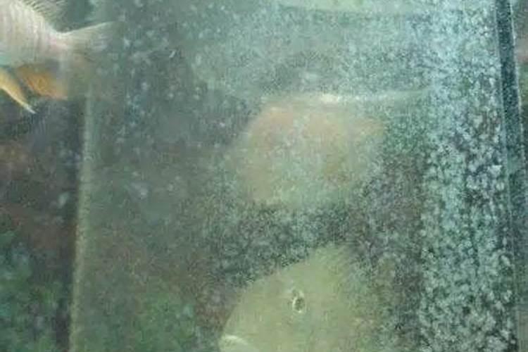 海藻鱼蛋白水溶肥料作用