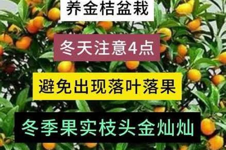 种植沙糖桔南丰蜜桔马水桔和金桔用什么叶面肥好？