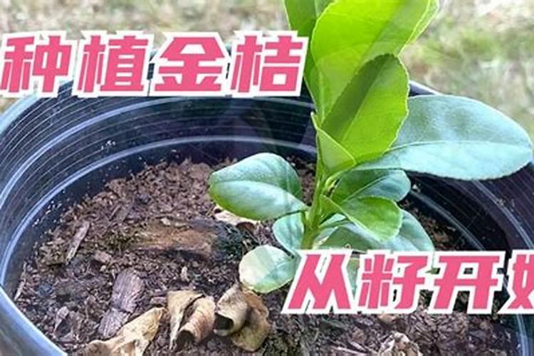 种植沙糖桔南丰蜜桔马水桔和金桔用什么叶面肥好？