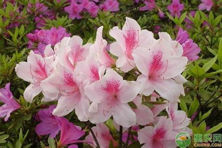 君子兰什么季节施肥最好养
