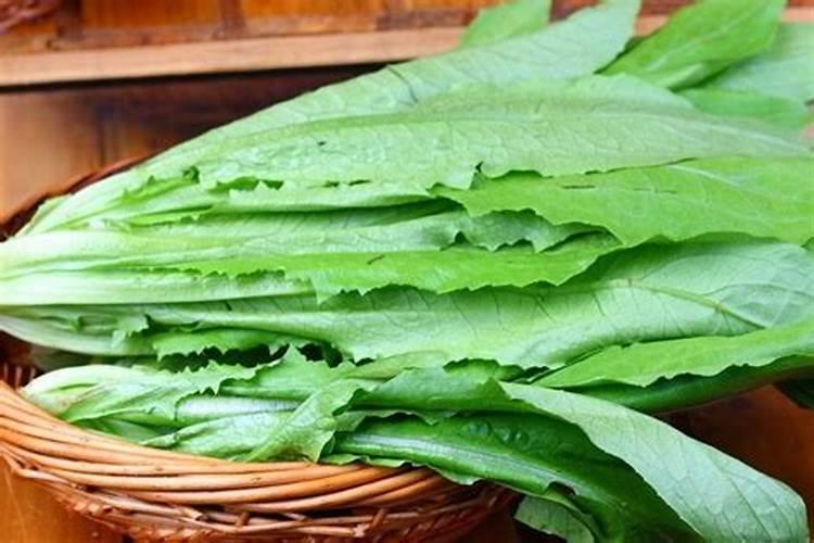 这个油麦菜怎么塌了,昨天施的桶肥