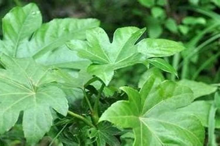 八角一年放几次肥料