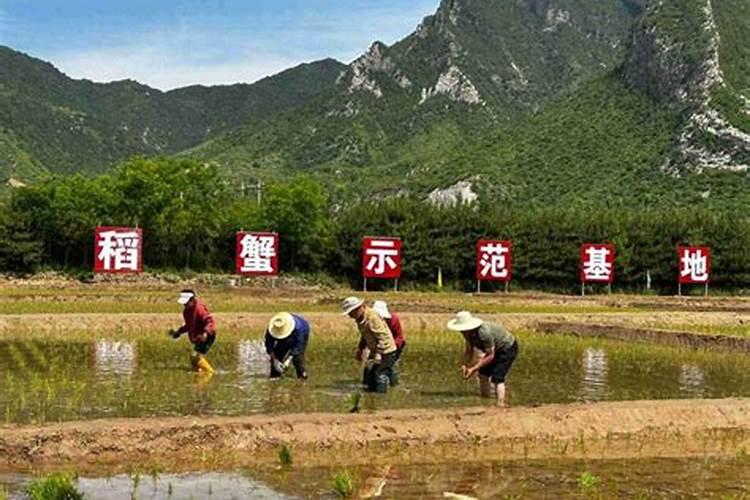 水稻用什么复合肥好