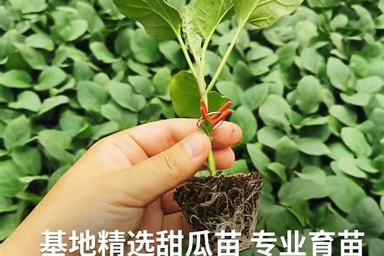 甜瓜什么时候追肥合适,高产追肥方法