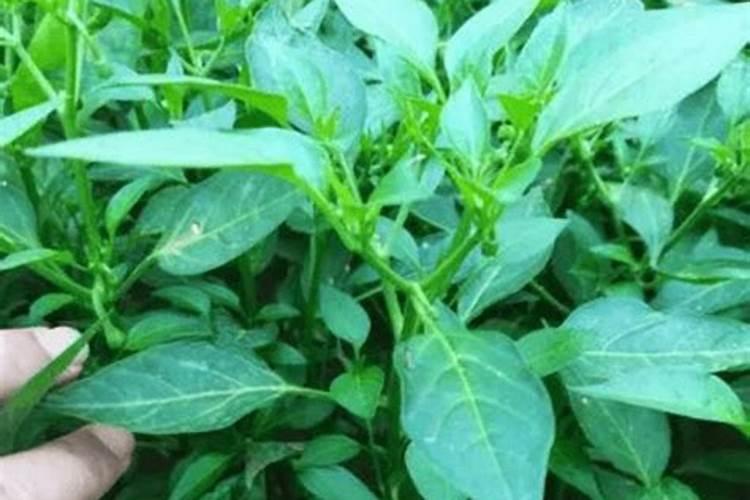 辣椒苗怎样浇水和施肥 辣椒苗怎么养殖