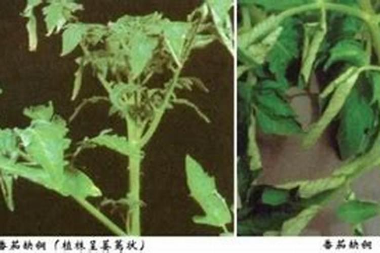 氮磷钾对植物生长有什么作用？缺乏时,表现什么症状