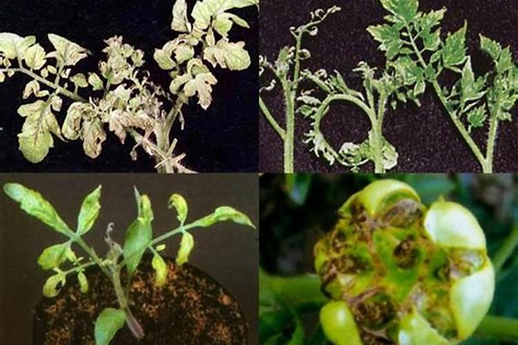 植物缺少氮、磷、钾,会出现什么症状？拜托各位了 3Q