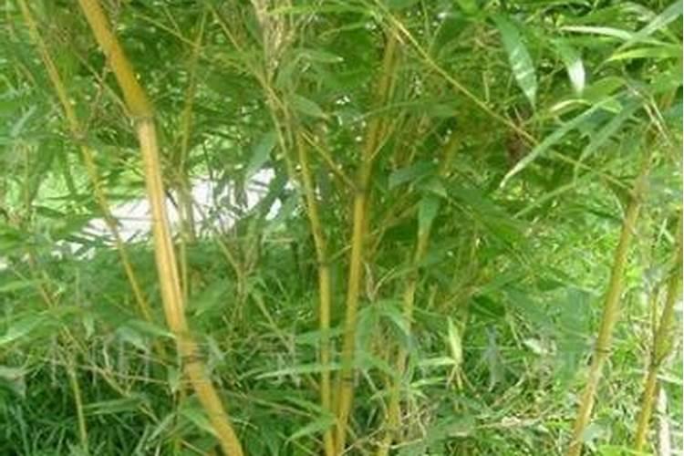 西瓜追肥用什么肥料好