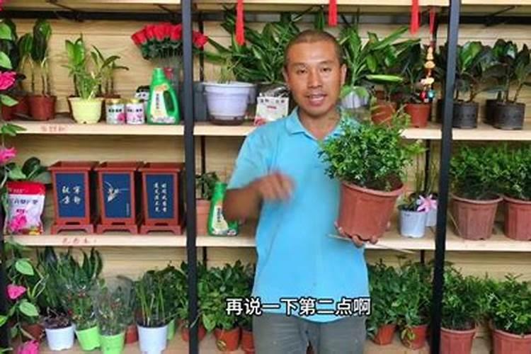 水里放什么浇花好