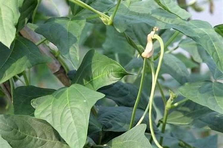 沙糖桔老树10月份长芽了,对果有没有影响？