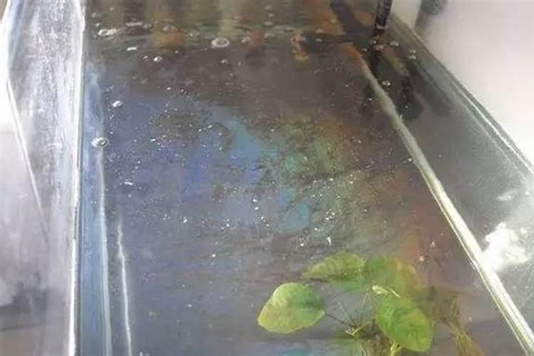 鱼肚子里白色的像油一样的东西是什么