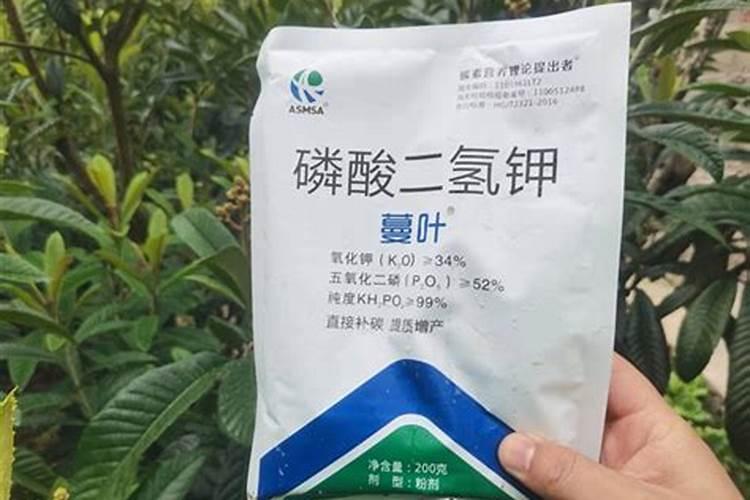 开春枇杷果树怎么护理要施什么肥？