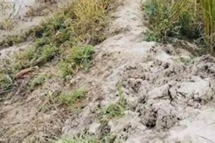 什么肥料可以治盐碱地 治盐碱地主要用什么方法