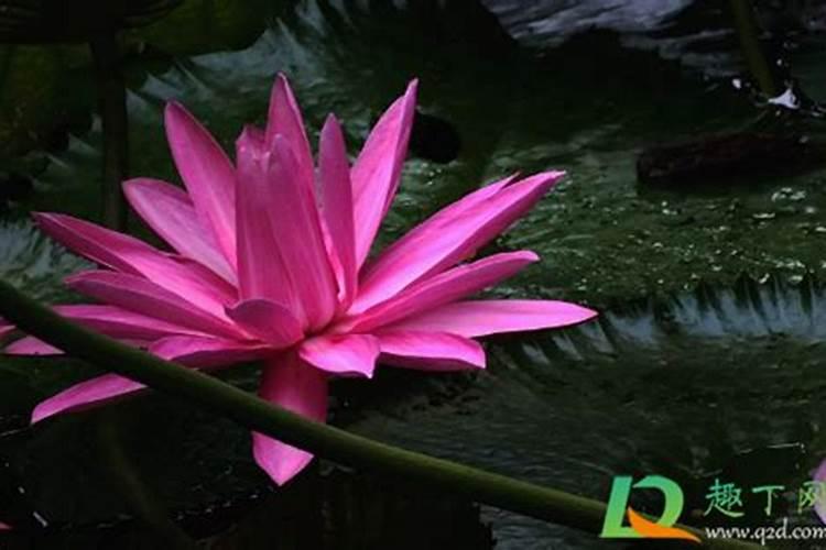 水缸里如何种植睡莲
