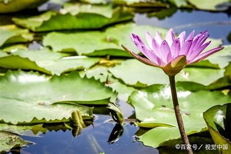 土培睡莲的种植方法