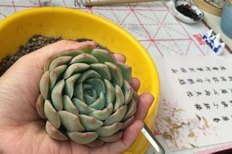 播种多肉植物可以直接用复合肥吗