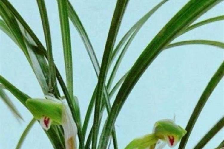 钙粉的作用与用途 关于钙粉的介绍