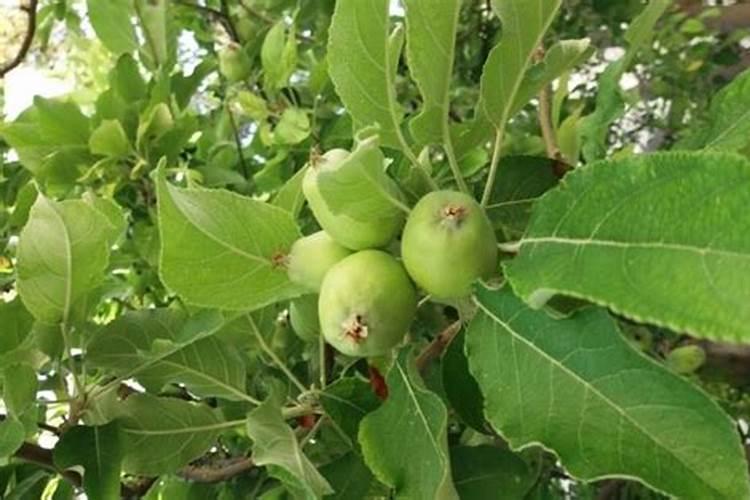 在对苹果树施肥的时候,我们应注意避开哪些误区呢？