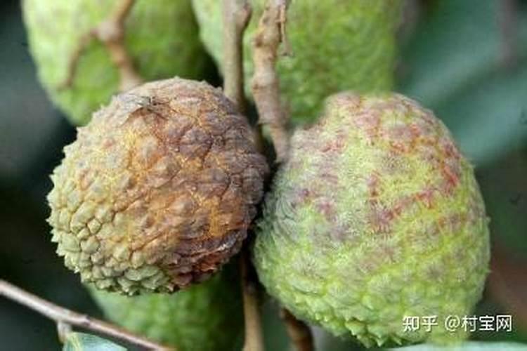 黄腐酸钾的用法用量