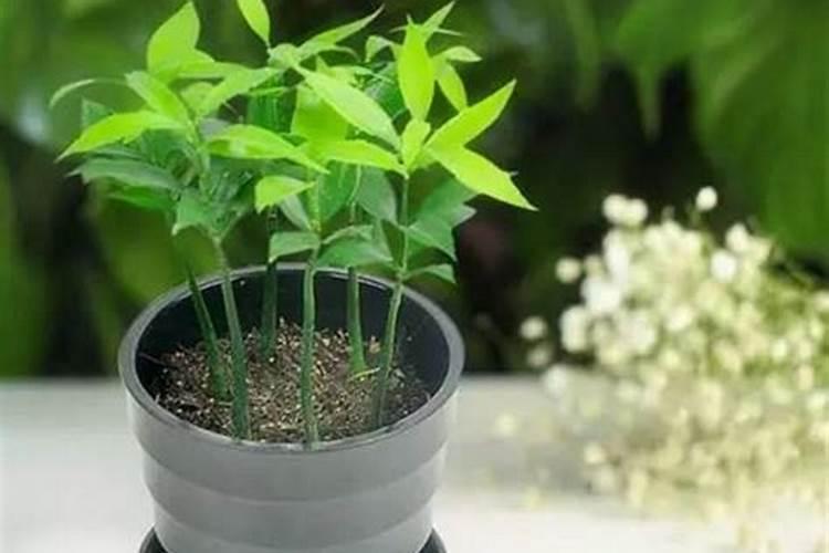 想要果实快速膨大用什么水溶肥好