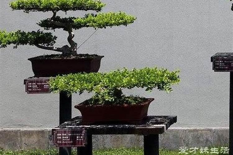 柚子开花期怎样施肥