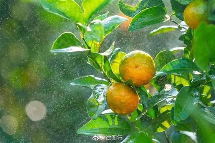 沙糖桔什么时候施钾肥？沙糖桔什么时候种植
