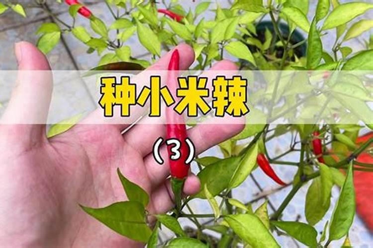 小米辣种植时间和方法