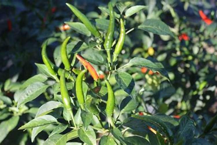 小米辣种植技术与管理