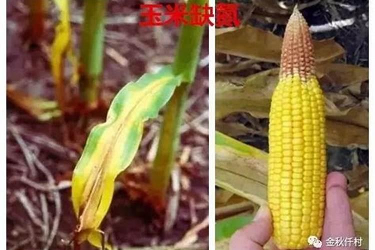 山东聊城的面粉怎么样