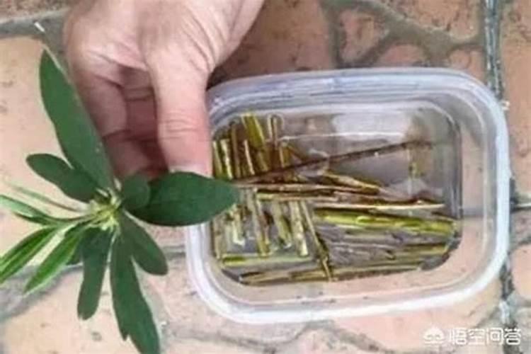 大姜生根壮苗用什么冲施肥？