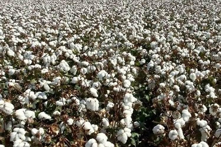 袋装大量元素水溶肥棉花叶面喷施用量
