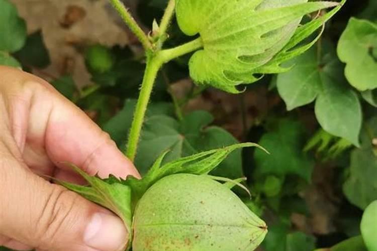 棉花中后期施肥很关键,棉花中后期怎么施肥好？
