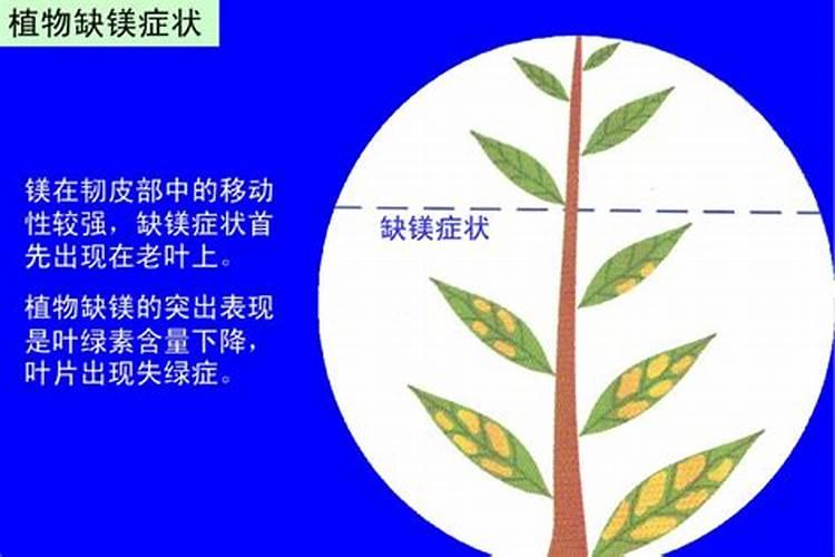 水溶肥是什么肥料