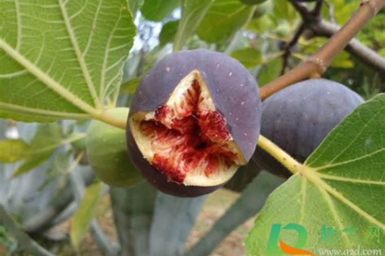 毛豆开花期施叶面肥用什么肥最好？