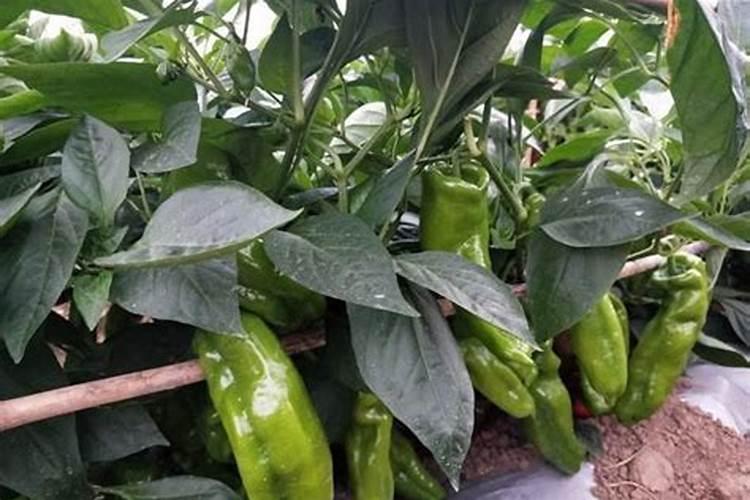 番茄栽植底肥中氮肥含量过高怎么办？