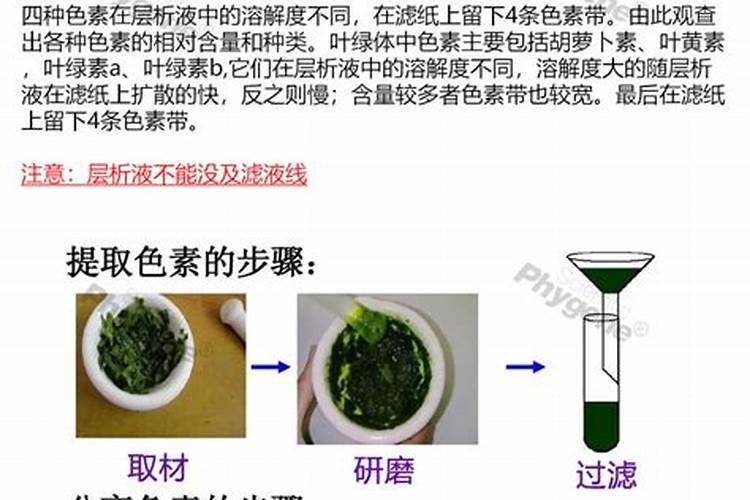 水培绿萝用什么肥料长得快