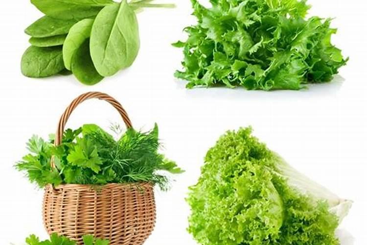 茶花施什么肥最好