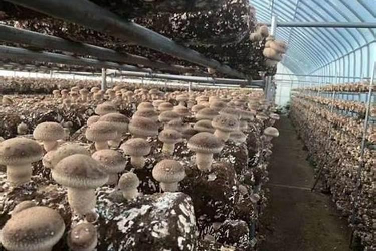 有没有一种叶面肥,在不影响平菇出菇的情况下,让叶片变黑变厚？