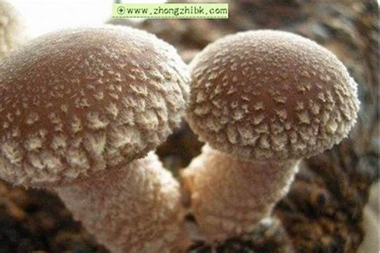 花叶病毒病用什么农药