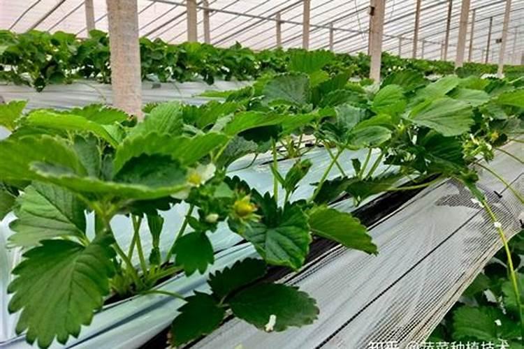 水溶肥的正确使用方法
