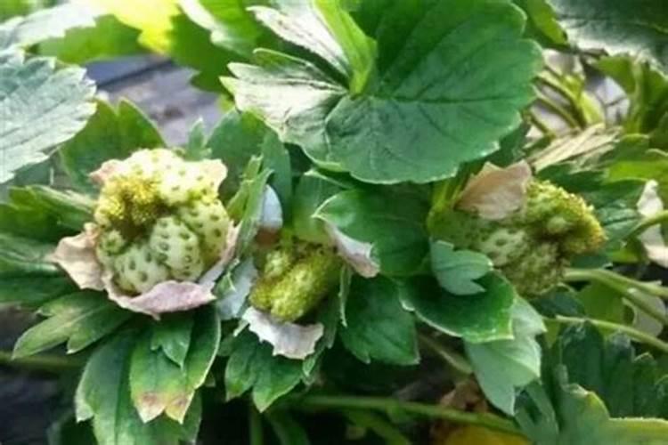 什么肥料可以让植物快速生长？