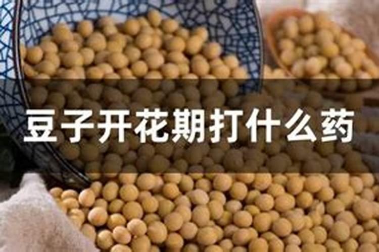 相雨金豆子叶面肥肥怎么样