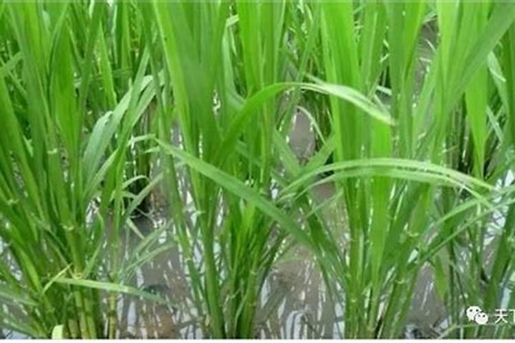 芹菜什么时候施肥 芹菜的施肥时间及方法