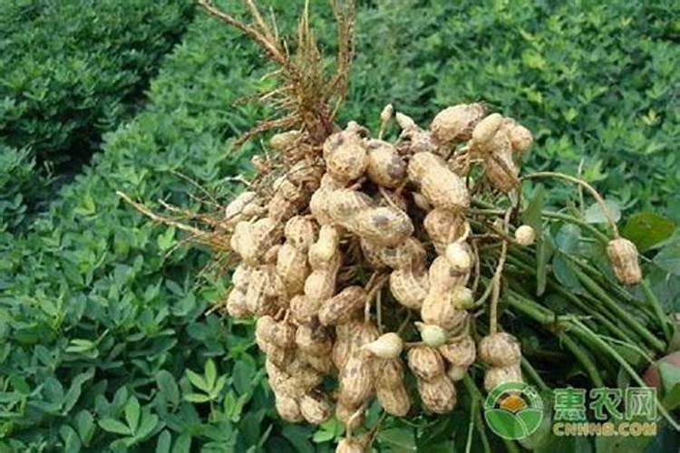 花生施肥应该如何选择化肥？你觉得过磷酸钙可以吗？