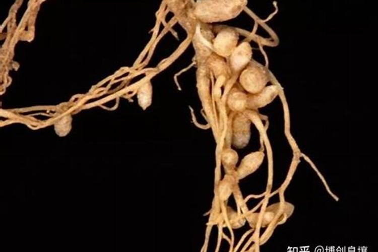 花生地氮肥超标害处及解决措施