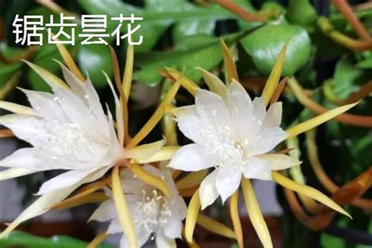 昙花花后如何处理