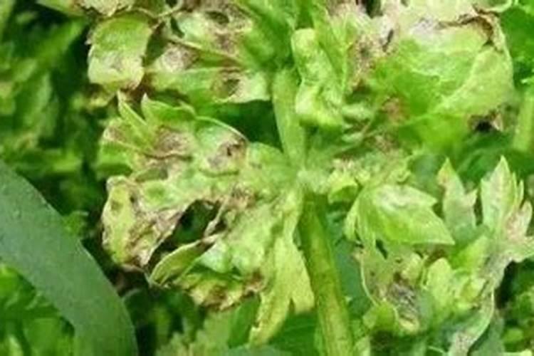 油菜什么时候施硼肥