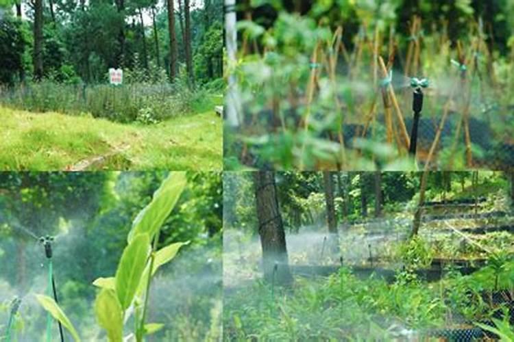 毛豆种植技术和管理方法