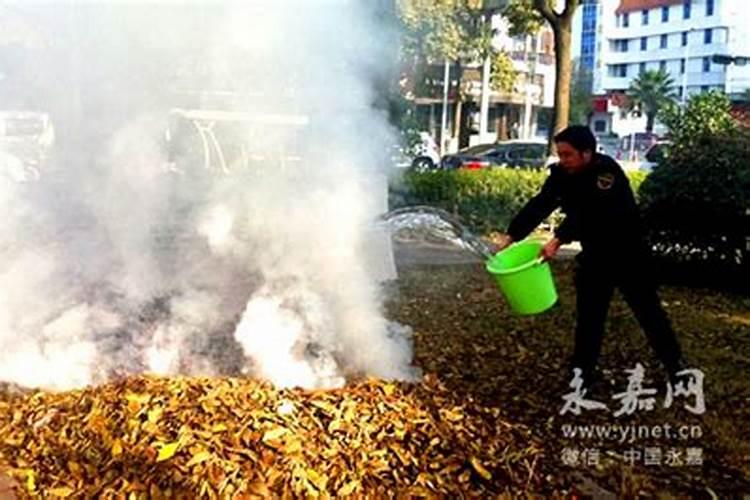 绿植掉落的叶子可以让它烂在土里当肥料吗？